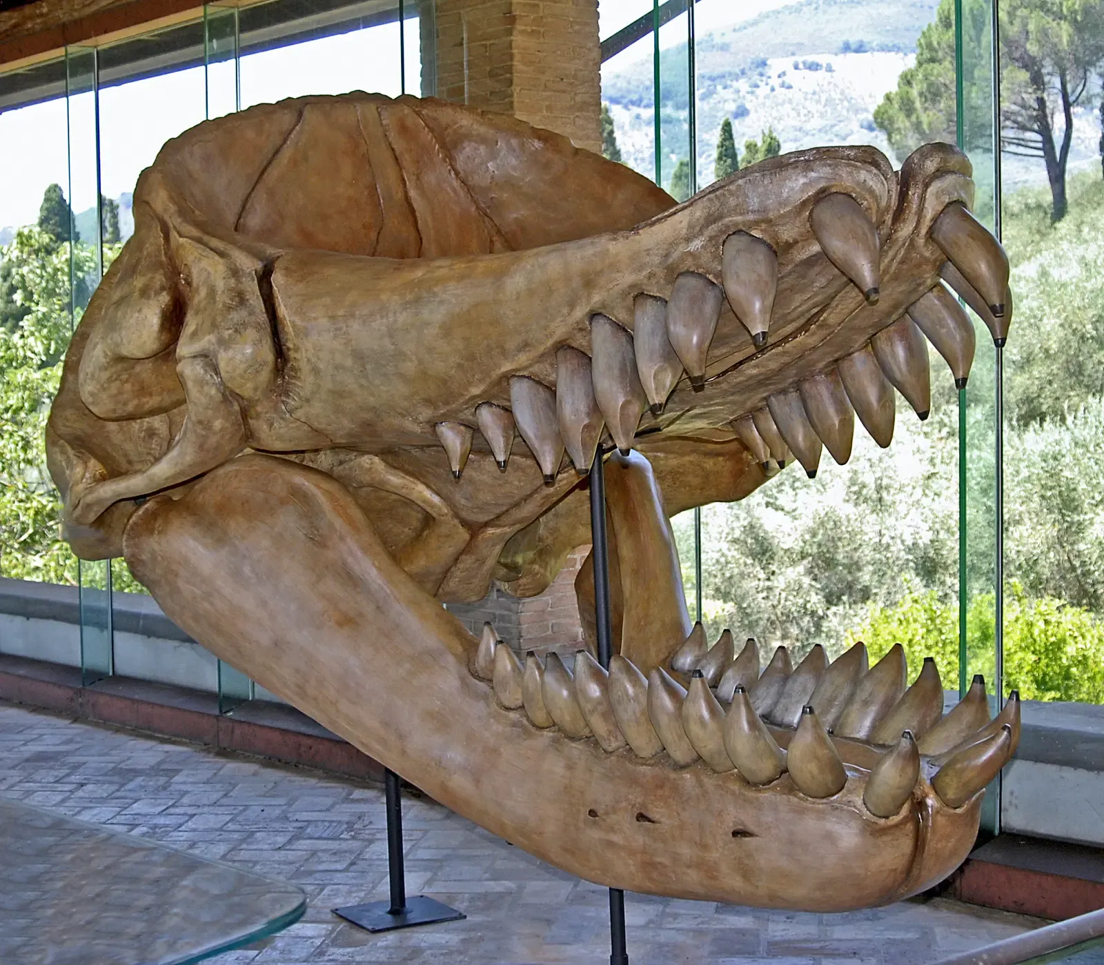#2 - Livyatan Melvillei: The Whale Built to Hunt Other Whales (By Hectonichus, CC BY-SA 3.0)