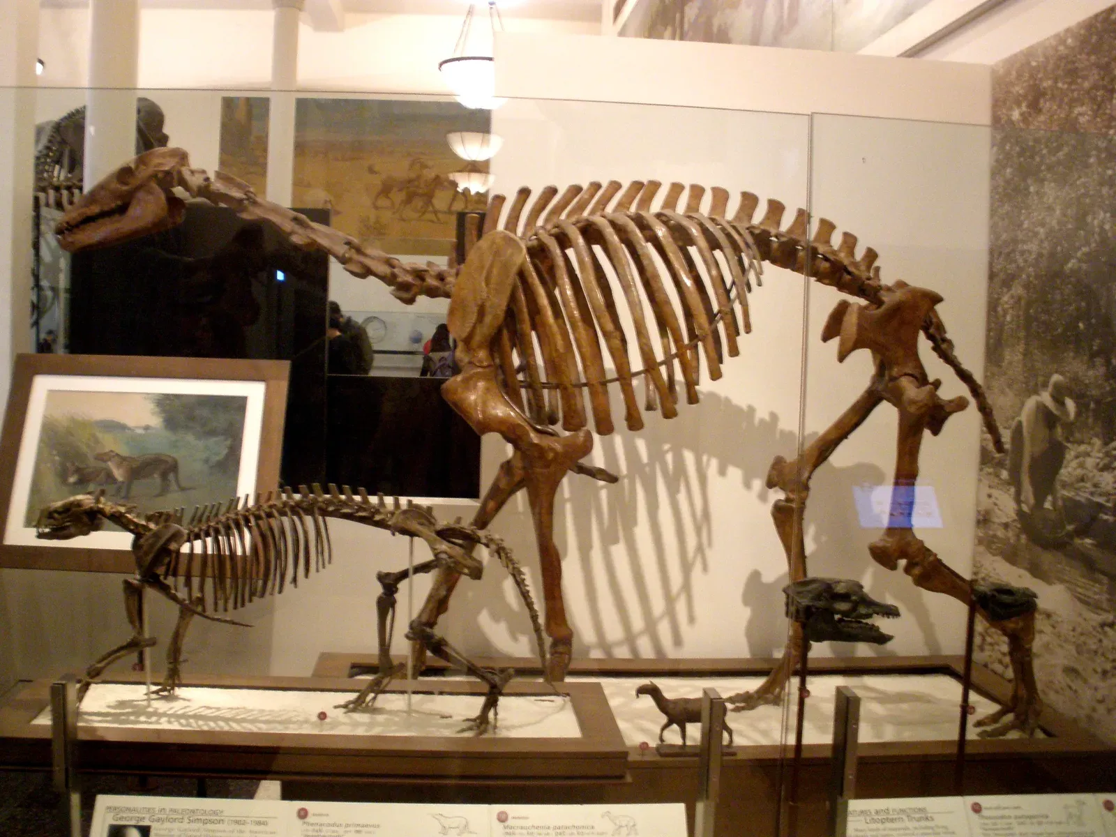 #18 - Darwin's Own 'Strangest Animals' Finally Got an Answer (By Ghedoghedo, Public domain)