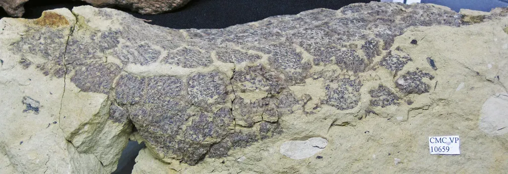 The Diplodocus Bombshell: Sauropods Were Not Gray Blobs (James St. John, Flickr, CC BY 2.0)