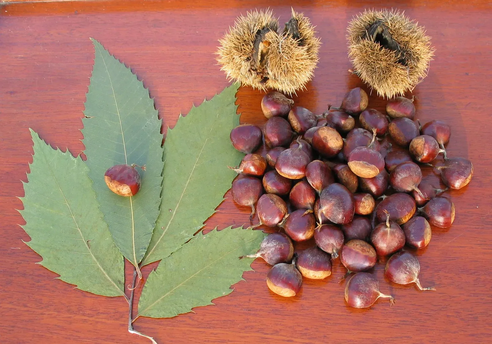 #9 - The American Chestnut's World: A Vanished Ecosystem, Not Just a Tree (Transferred from de.wikipedia to Commons using CommonsHelper., CC BY-SA 3.0)