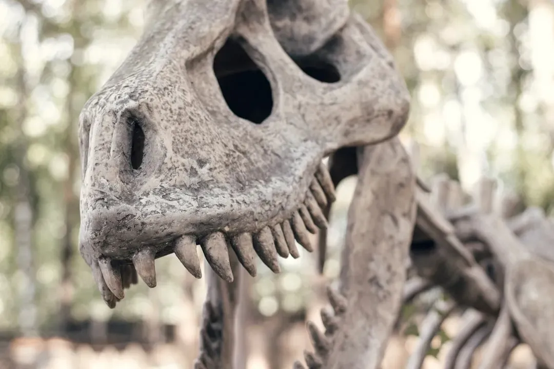 Dinosaur Teeth Became Climate Time Capsules (Image Credits: Unsplash)