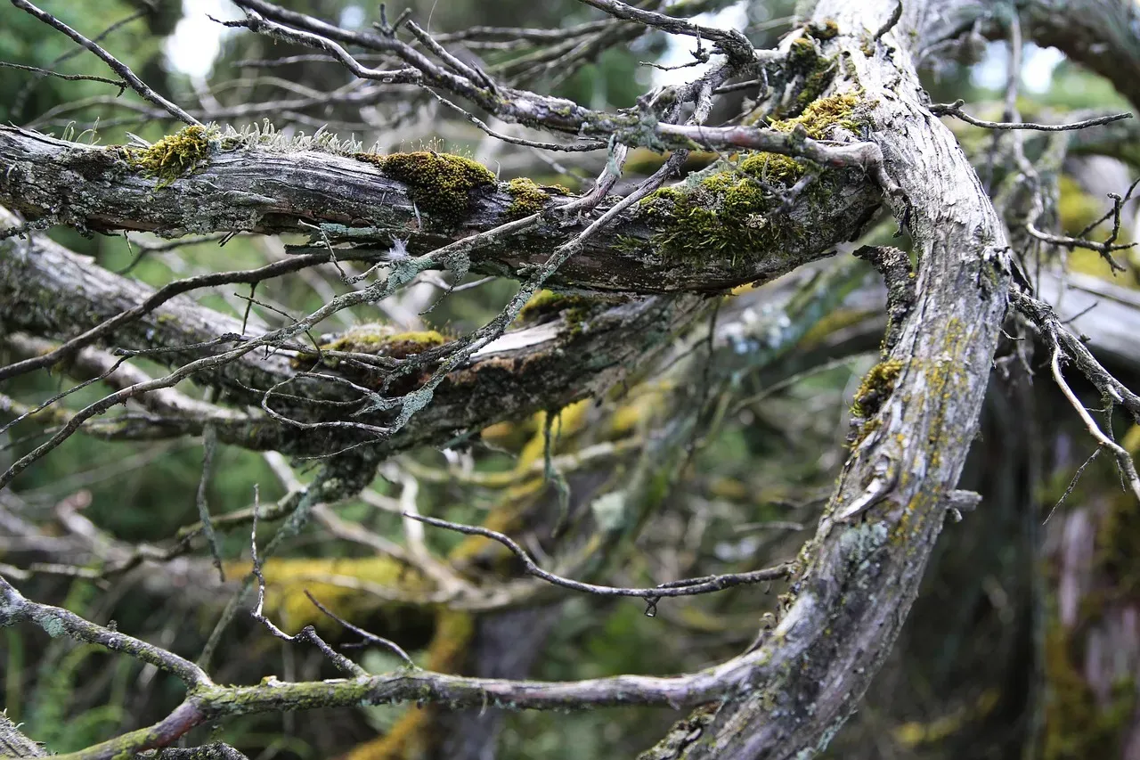 Undiscovered Species Likely Hide in Old Growth Forests (Image Credits: Pixabay)