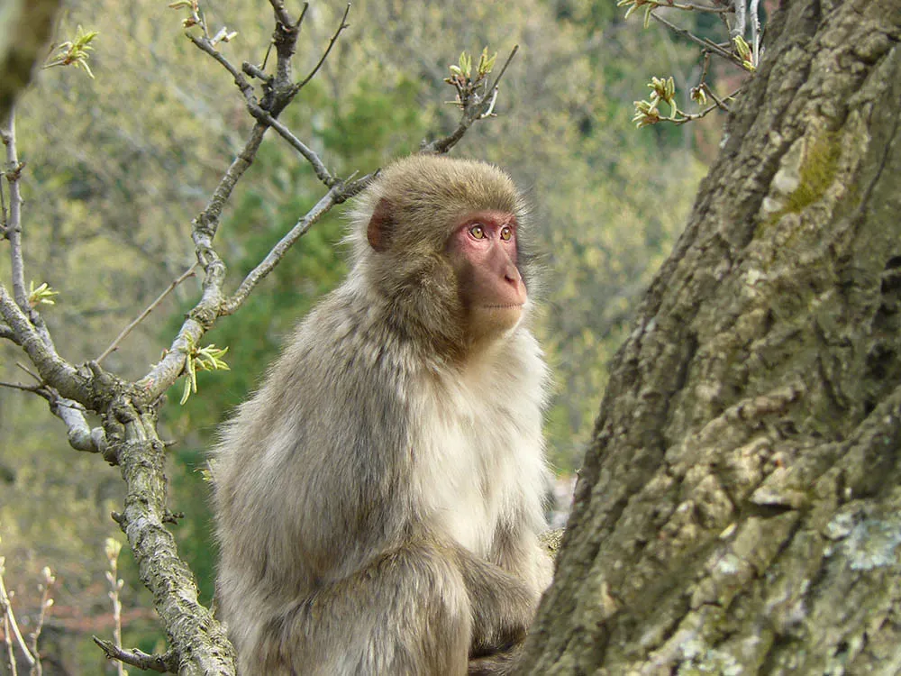 Monkey: Mental Clarity And Social Support Click Into Place (MarkGrundland, Flickr, CC BY 2.0)