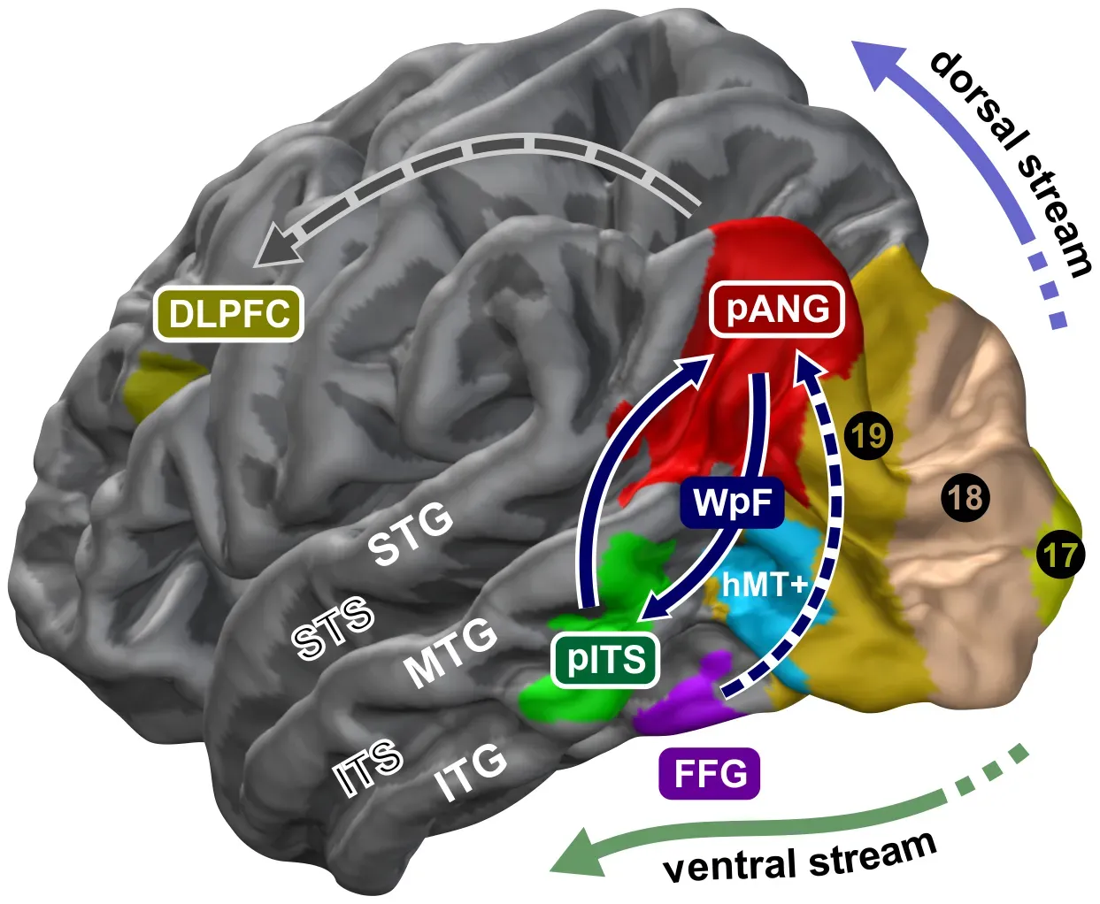 Neuroscience And The Illusion Of A Switch Being Flipped (Homola GA, Jbabdi S, Beckmann CF, Bartsch AJ (2012) A Brain Network Processing the Age of Faces. PLoS ONE 7(11): e49451. doi:10.1371/journal.pone.0049451 http://journals.plos.org/plosone/article?id=10.1371/journal.pone.0049451, CC BY 2.5)