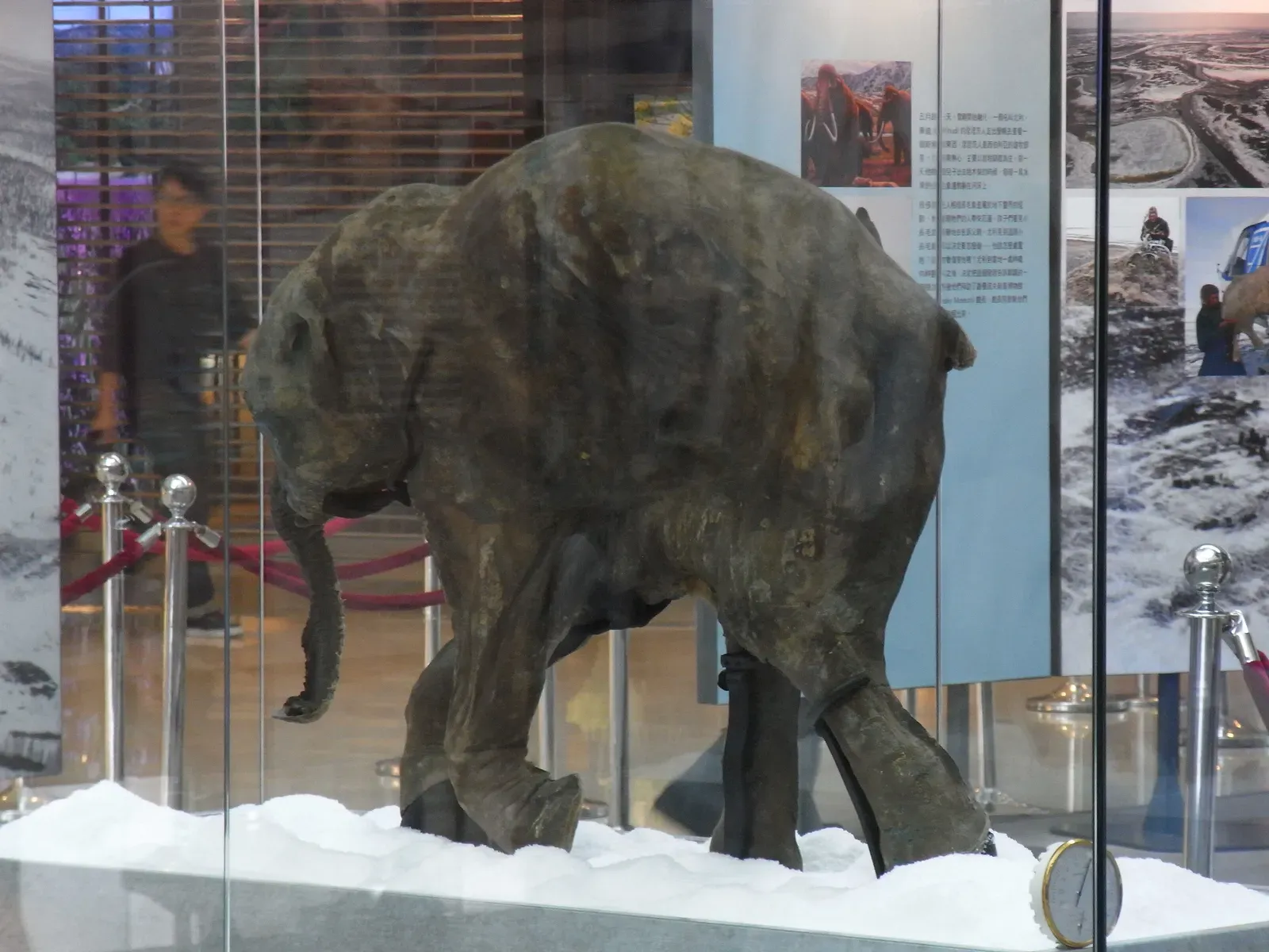 RNA From a 40,000 Year Old Mammoth Still Contains Genetic Secrets (Image Credits: Wikimedia)