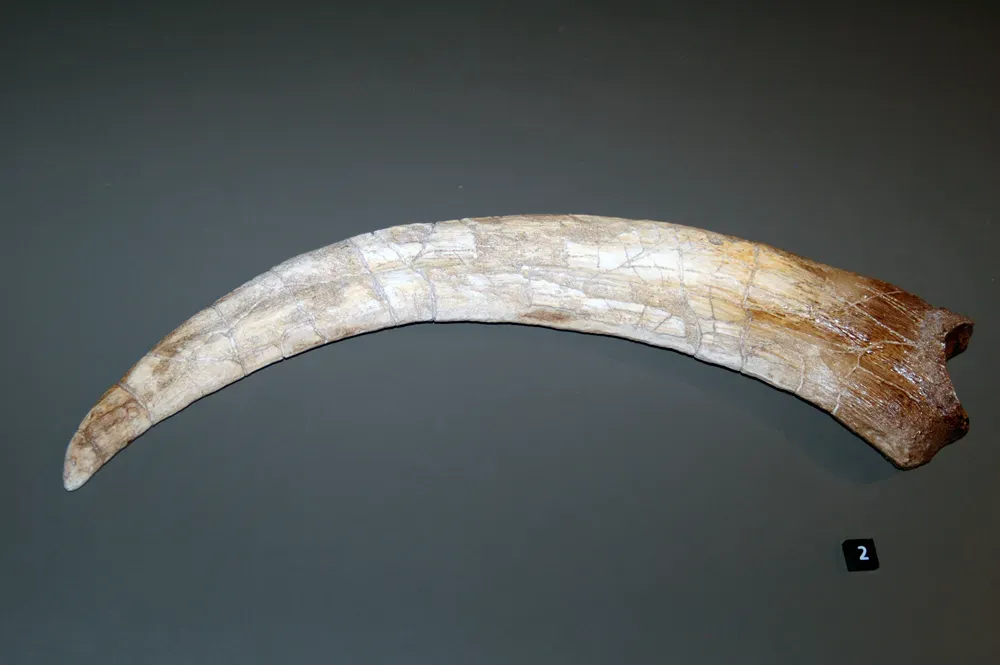 The First Discovery: A Monster Claw With No Owner (By Matt Martyniuk (Dinoguy2), CC BY-SA 4.0)