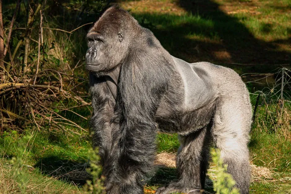 Food, Habitat, and the Ecological Bill for a Giant Ape (Image Credits: Pexels)