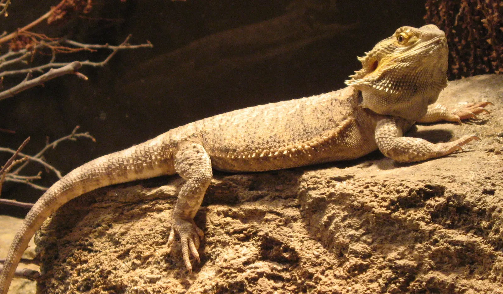 #10 - Reptiles Were Wrongly Labeled Incapable of Learning (Ybbdg_1b, CC BY-SA 2.0)