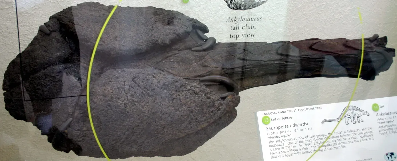 You Are Facing a Tail Club Built to Break Bones (Ankylosaurus magniventris, CC BY-SA 2.0)