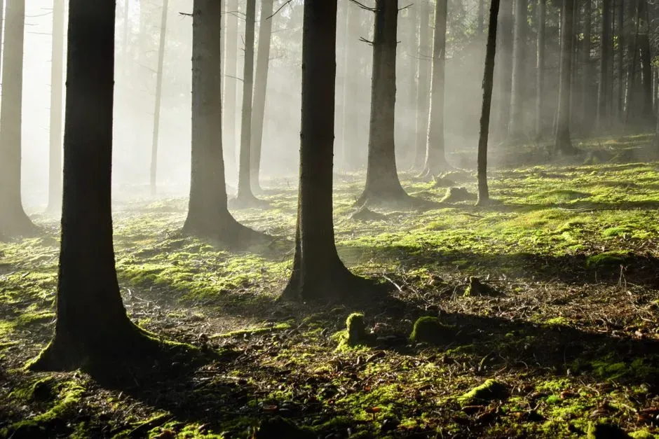 How Life Fought Back: Natural Feedbacks That Pulled Carbon Out of the Sky (Image Credits: Pexels)