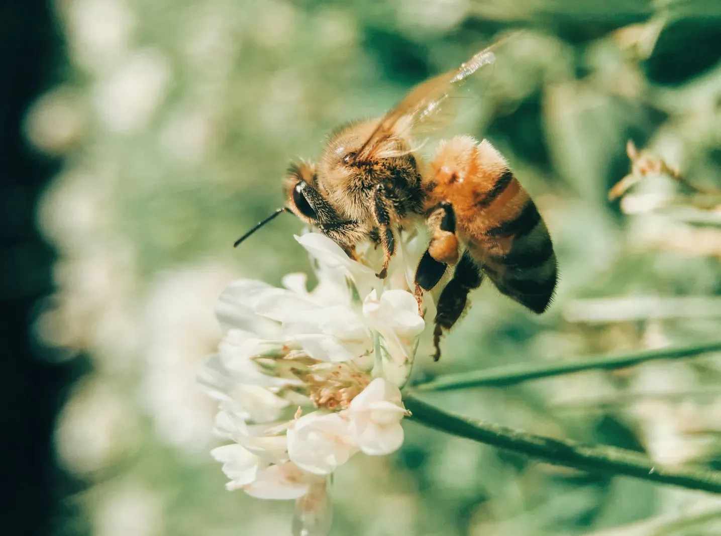 #7 - Bees Are Simple, Unthinking Reflex Machines (Image Credits: Unsplash)