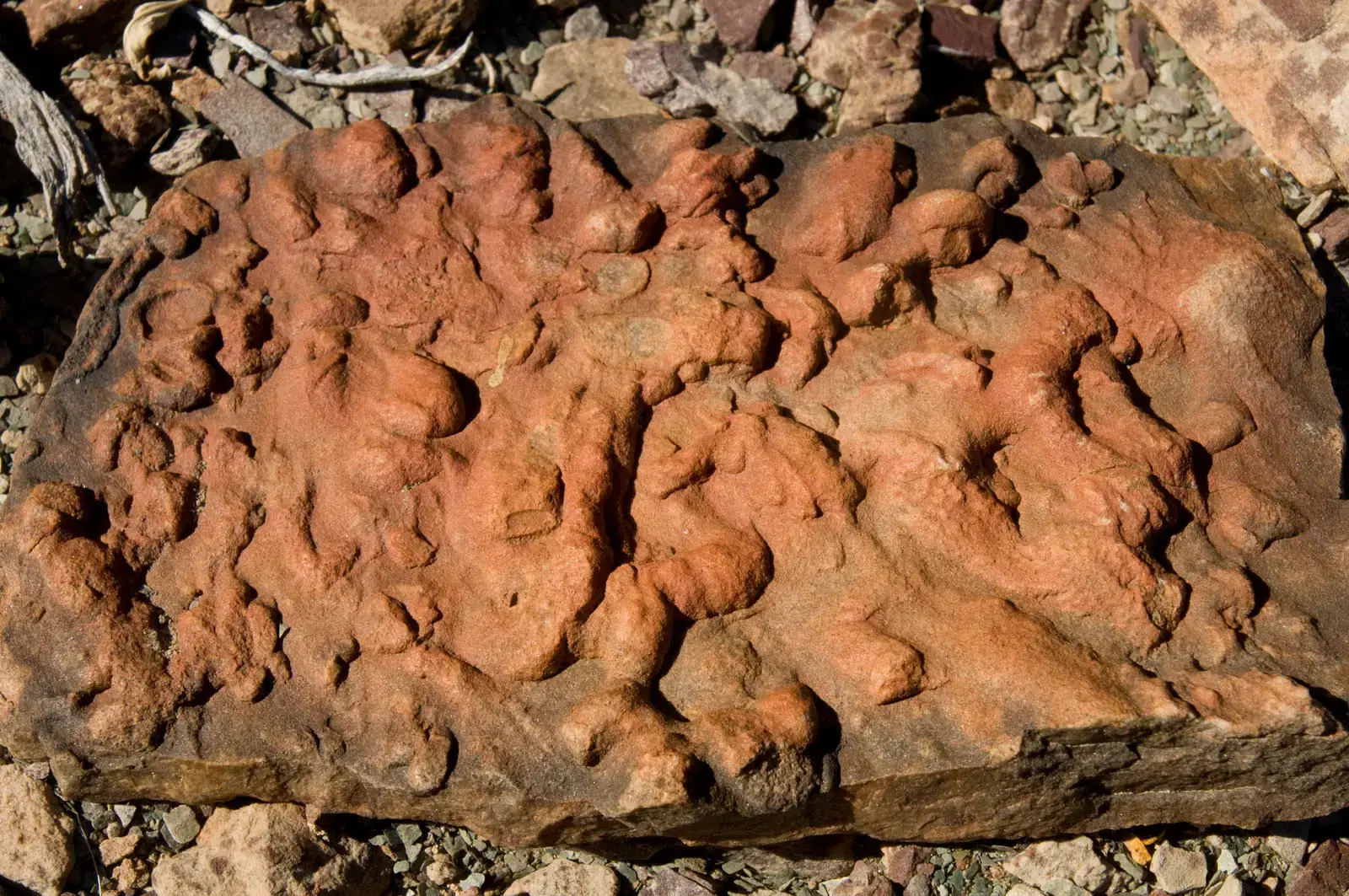 The Fossil Record: Earth's Most Honest Autobiography (Grand Canyon_Fossil Worm Tracks_3823, Public domain)