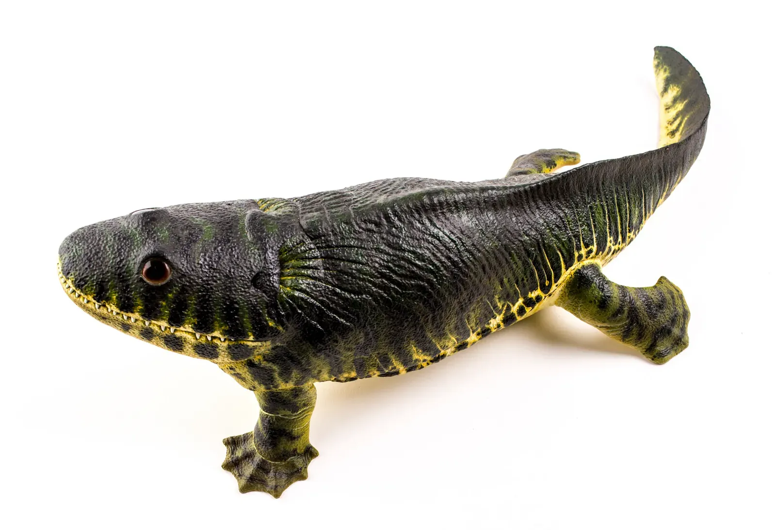 Ichthyostega Did Not Walk the Way Scientists First Thought (Image Credits: Wikimedia)