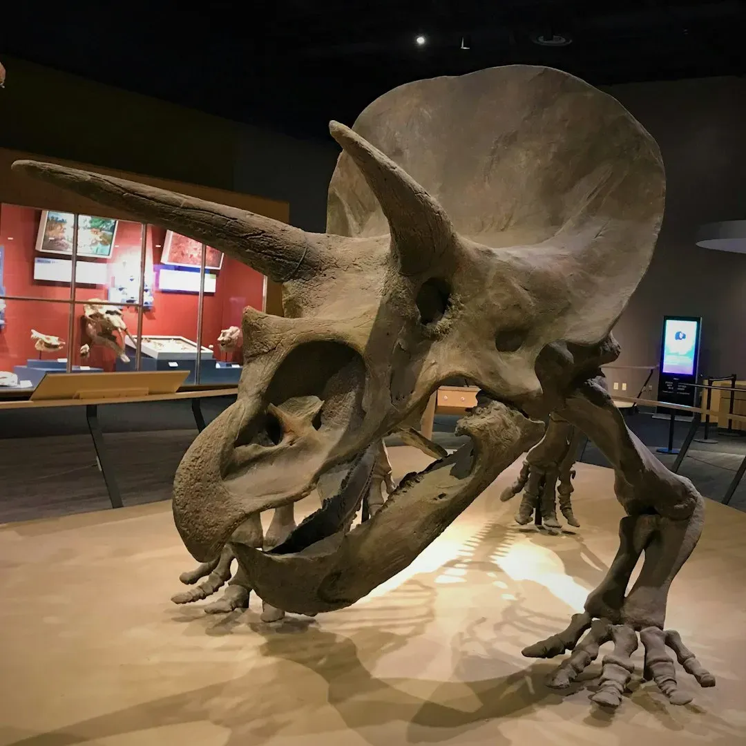 Triceratops of South Dakota and the Plains: The Three-Horned Icon (Image Credits: Unsplash)
