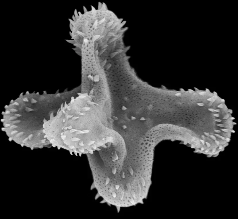 The New Clues: Fossils, Microfossils, and Molecular Clocks (Antoine D. Bercovici, PhD, CC BY-SA 3.0)