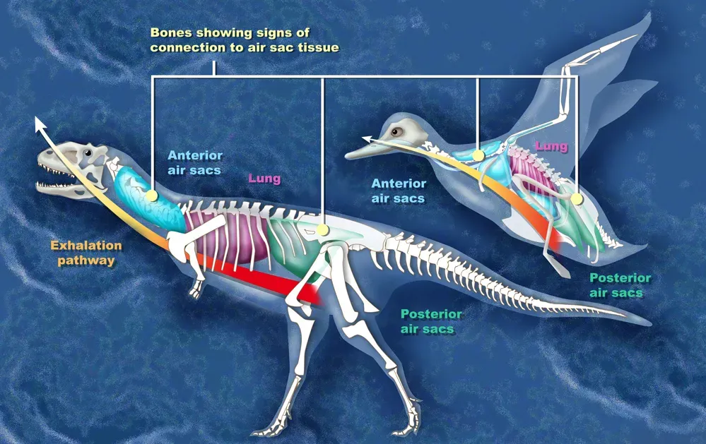 8. Advanced Respiratory Systems for High Endurance (National Science Foundation, Public domain)