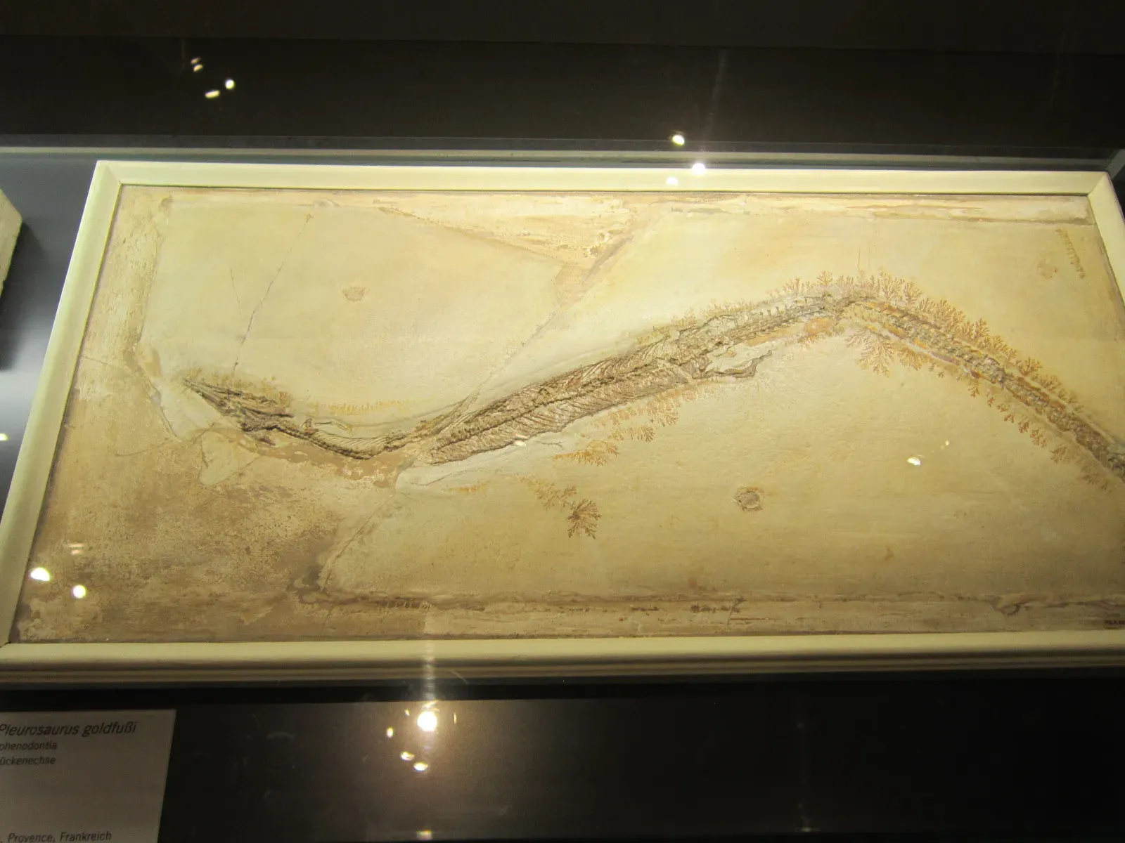 5. Pleurosaurus: The Eel-Like Reptile of Jurassic Lagoons (By Interfase, Public domain)