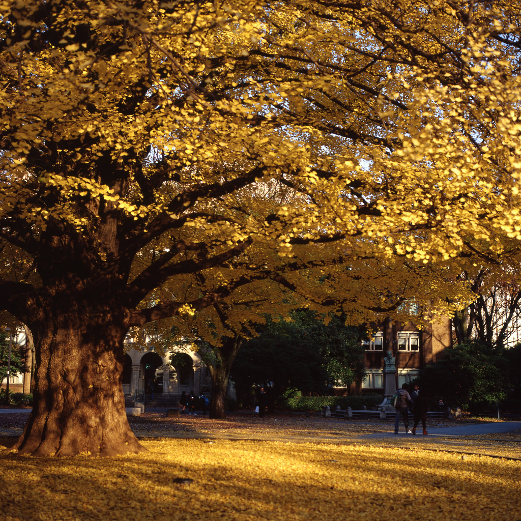 Ginkgo Tree: The Botanical Survivor (Image Credits: Flickr)