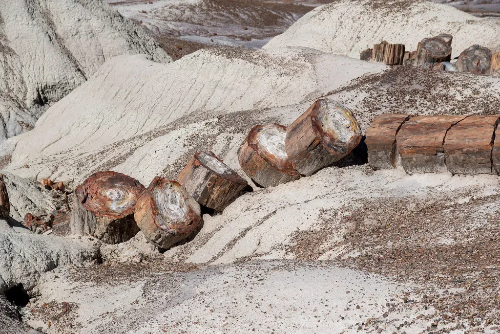 The Trees Themselves: Giants Frozen in Time (Eric Kilby, Flickr, CC BY-SA 2.0)