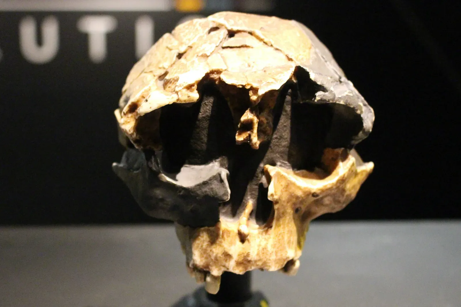 #7 - Homo Antecessor's Ancestral Title Gets Revoked (kindly granted by the author, CC BY-SA 4.0)