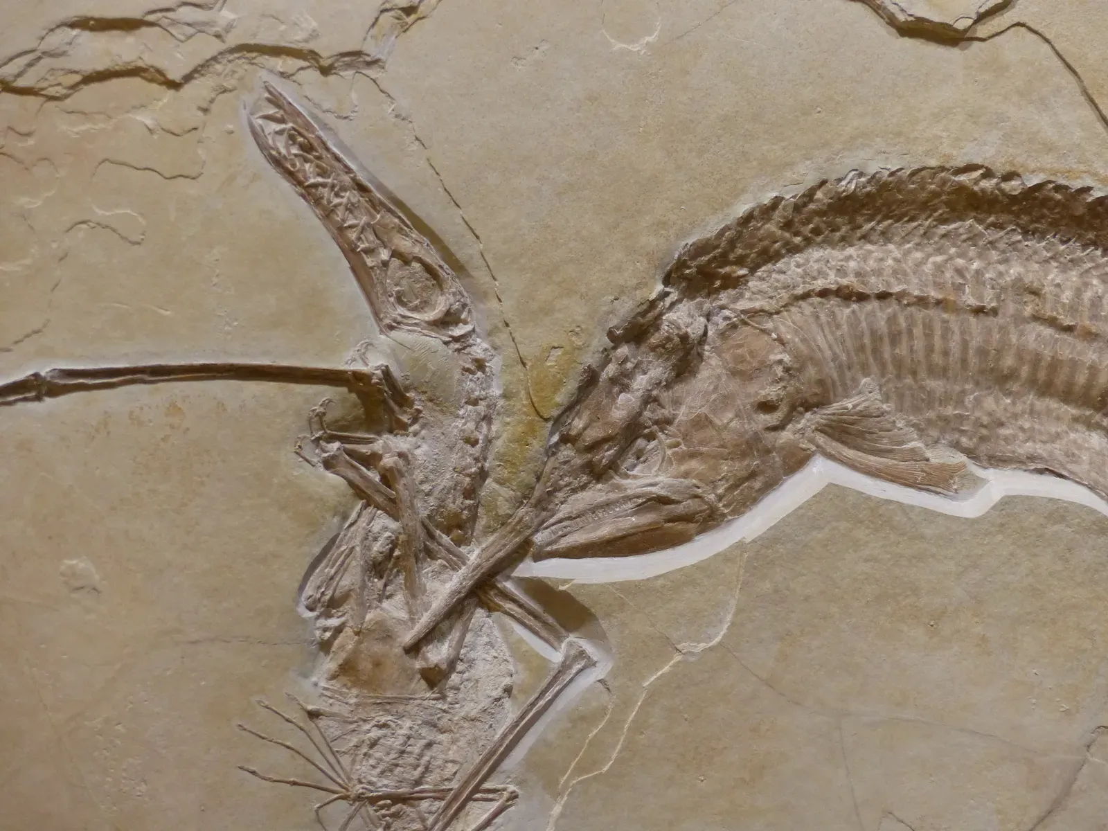 Rhamphorhynchus: The Winged Raider of Jurassic Coastlines (By Christian Reinboth, CC BY-SA 4.0)