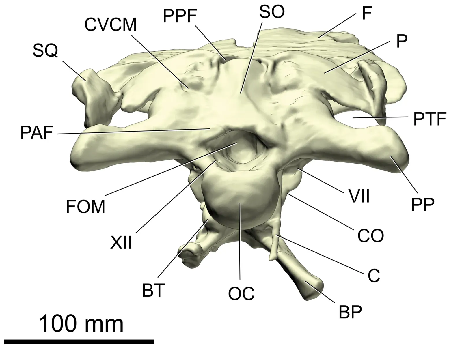 9. The Fossil Record Shows Just Enough to Be Awe‑Inspiring - and To Keep Us Guessing (Knoll F, Witmer LM, Ortega F, Ridgely RC, Schwarz-Wings D (2012) The Braincase of the Basal Sauropod Dinosaur Spinophorosaurus and 3D Reconstructions of the Cranial Endocast and Inner Ear. PLoS ONE 7(1): e30060. https://doi.org/10.1371/journal.pone.0030060, CC BY 2.5)