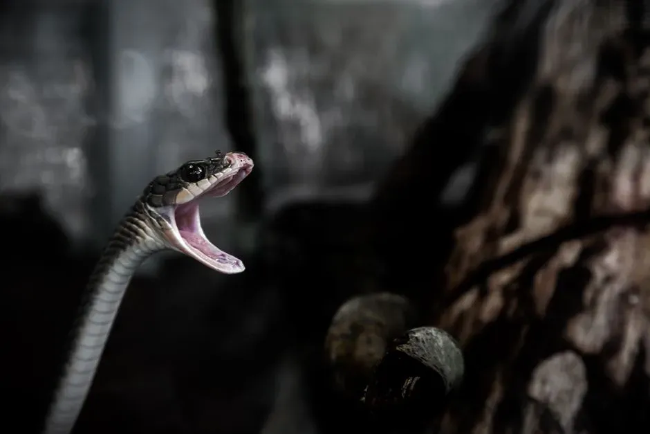 4. Venom, Death, And Pain Leave A Deep Psychological Imprint (Image Credits: Pexels)