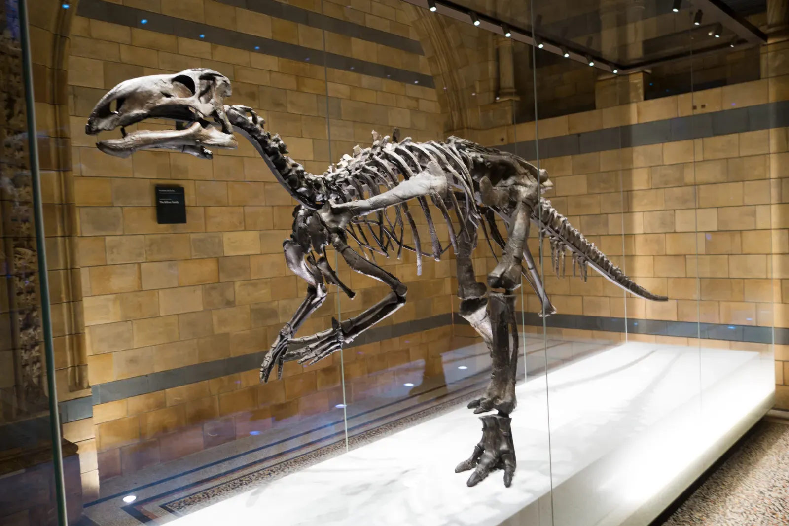 The Debate Continues: Was It Thriving or Struggling? (Image Credits: Wikimedia)