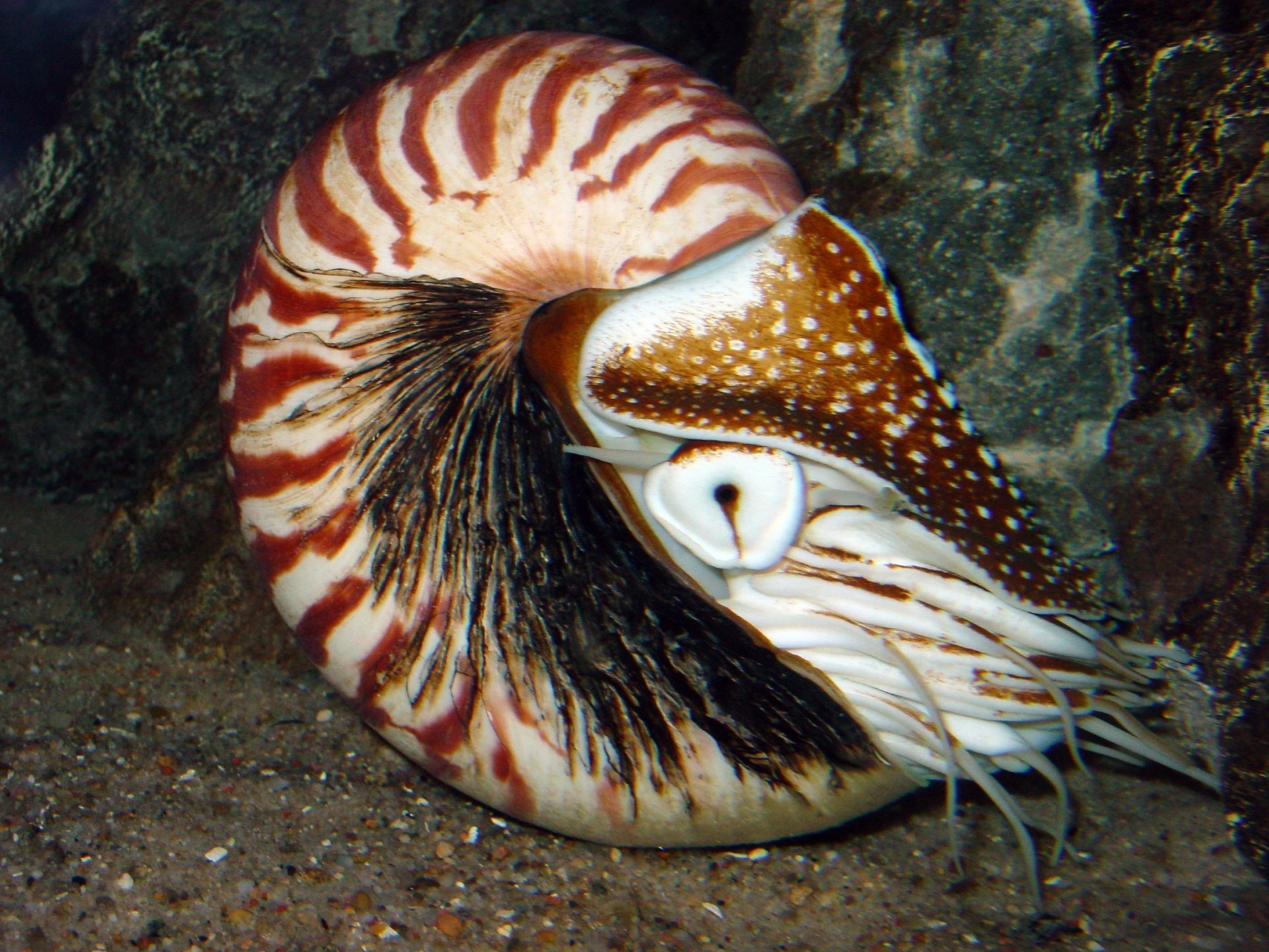 Nautiluses: Living Submarines of the Ancient Seas (Image Credits: Wikimedia)