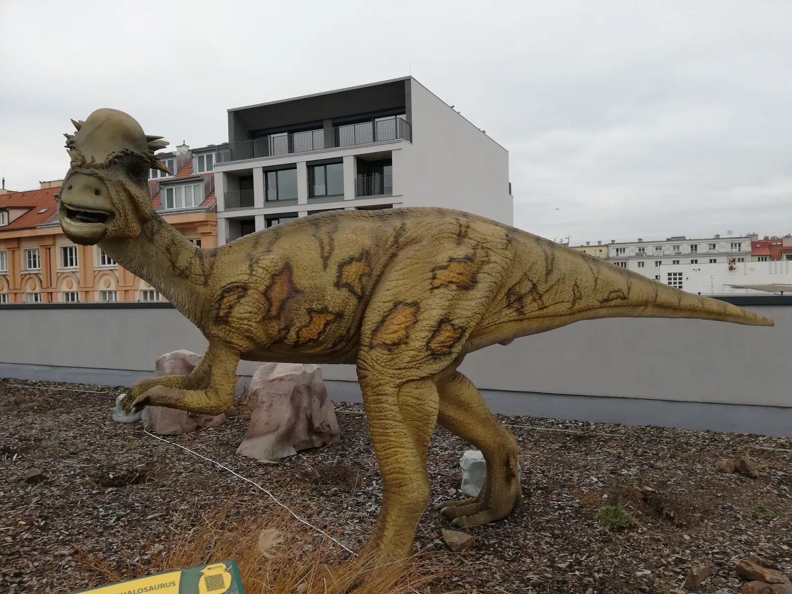7. Pachycephalosaurs: More Than Just Thick Skulls? (By Mojmir Churavy, CC BY-SA 4.0)