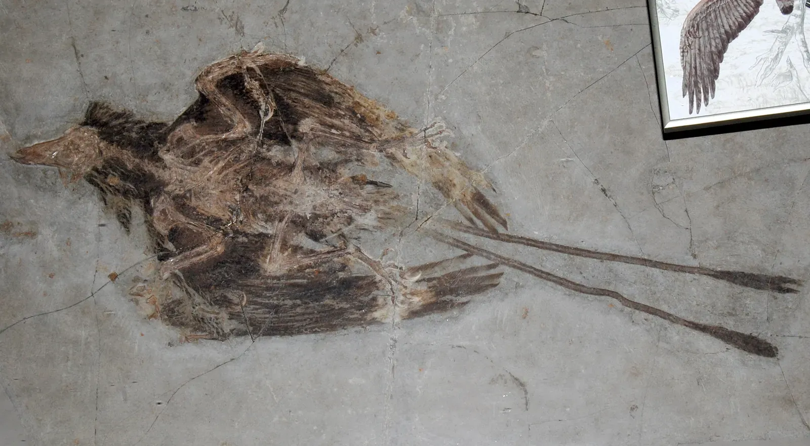 4. Confuciusornis: The Toothless, Beaked Bird That Still Carried Dinosaur Claws (ConfuciusornisUploaded by FunkMonk, CC BY 2.0)