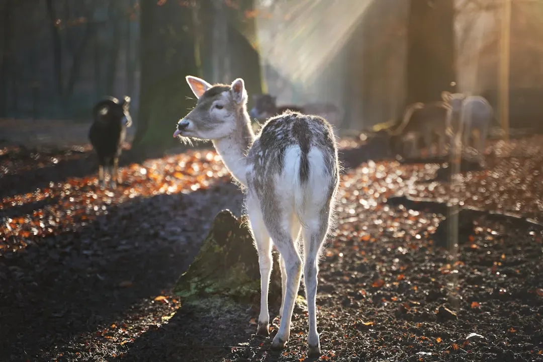 Animals Appear During Significant Life Moments (Image Credits: Unsplash)