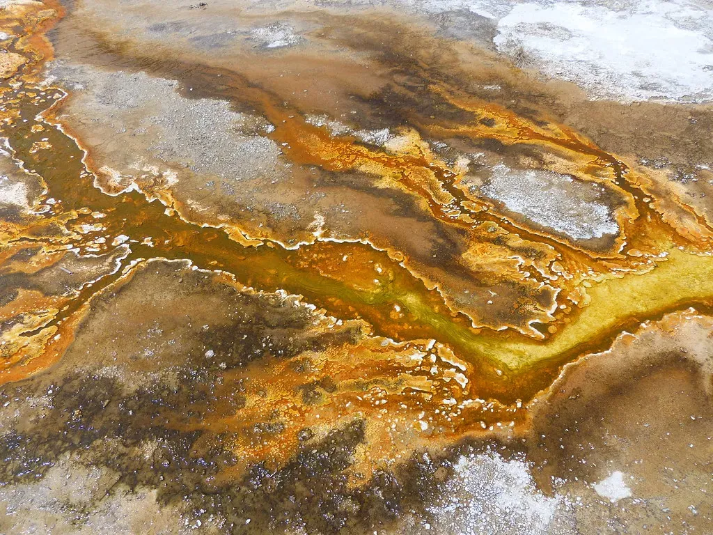 The Deep Roots of Life: Microbial Mats and Their Hidden Complexity (bgwashburn, Flickr, CC BY 2.0)