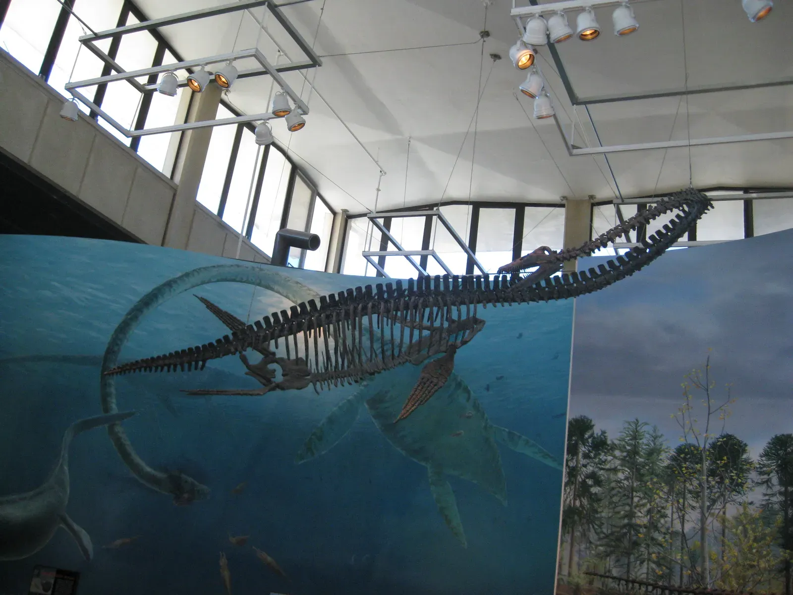 #3 - Elasmosaurus, the Sea Monster Displayed With Its Head on Its Tail (Flickr: Swimming Dinosaur Skeleton, CC BY-SA 2.0)
