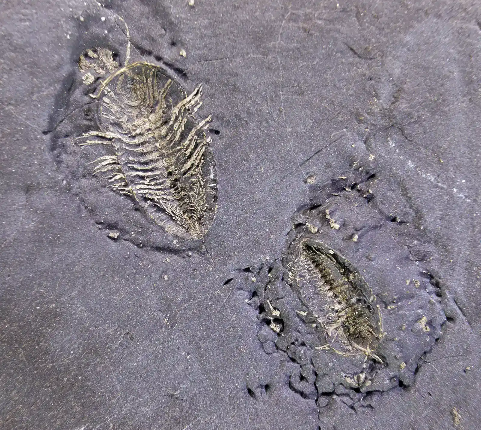 A 462-Million-Year-Old Fossil Trove Preserved the Guts, Eyes, and Brains of Ancient Sea Creatures (By Didier Descouens, CC BY-SA 4.0)