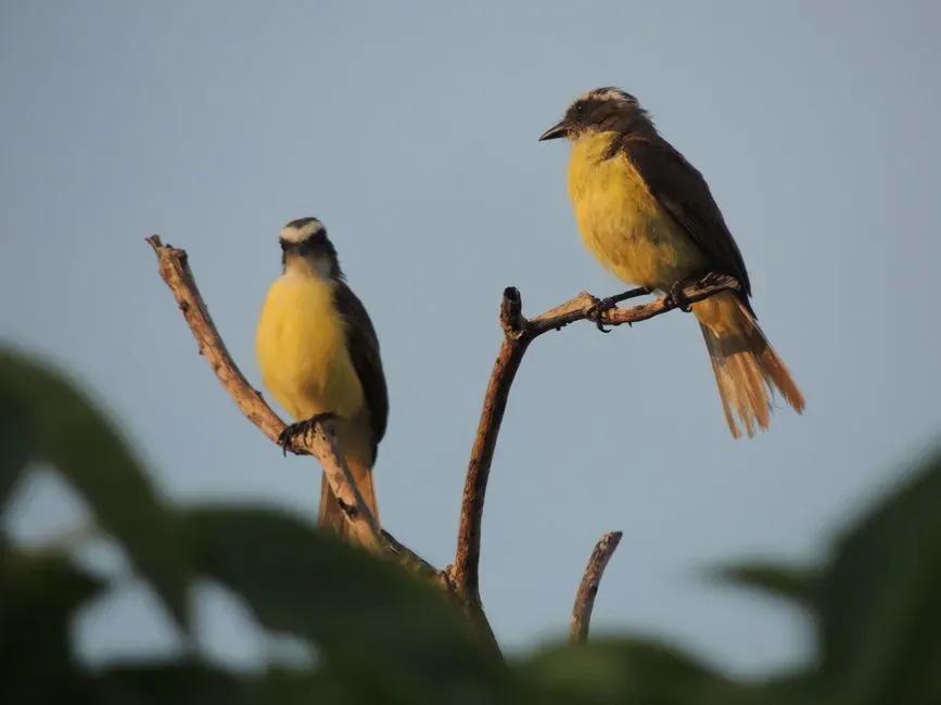 #1 – Its Closest Living Relatives Are the Birds Outside Your Window (Image Credits: Pexels)