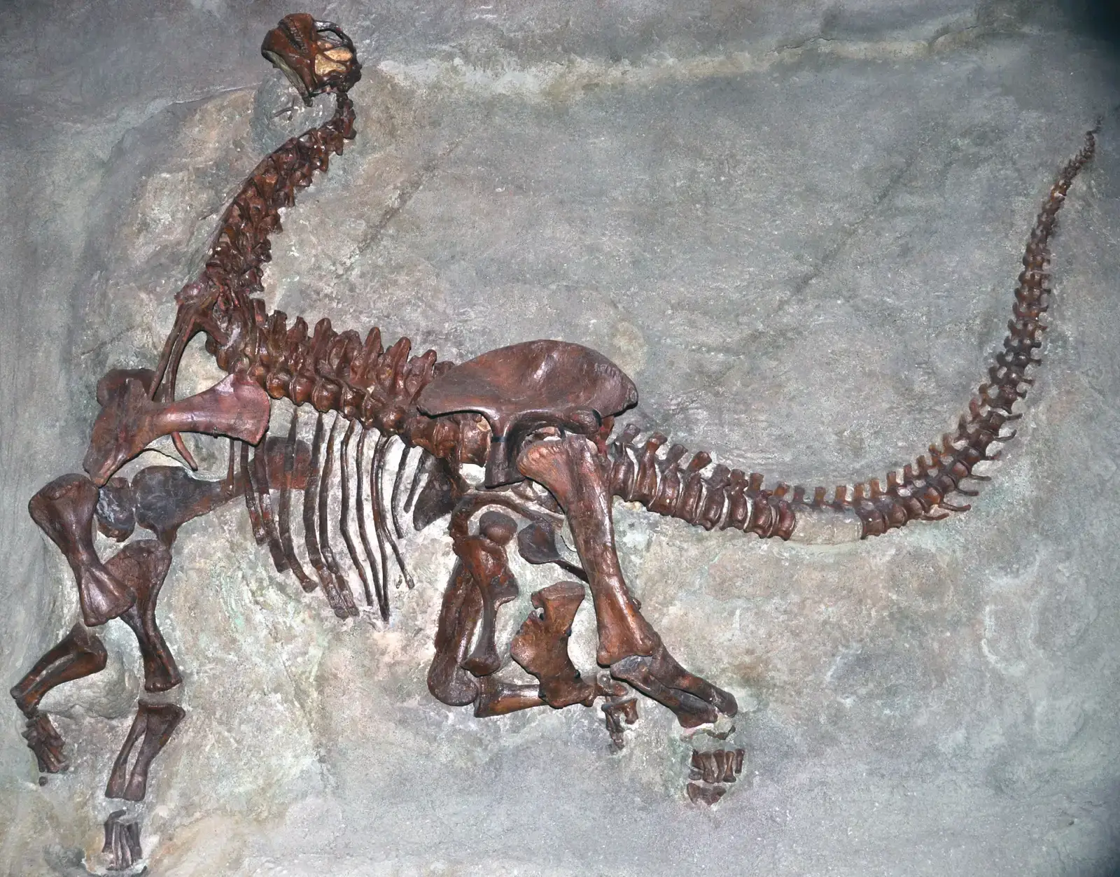 #19 - Camarasaurus Absorbed an Entire "Different" Sauropod Named Morosaurus (Camarasaurus lentus sauropod dinosaur (Morrison Formation, Upper Jurassic; Carnegie Quarry, Dinosaur National Monument, northeastern Utah, USA) 1, CC BY 2.0)