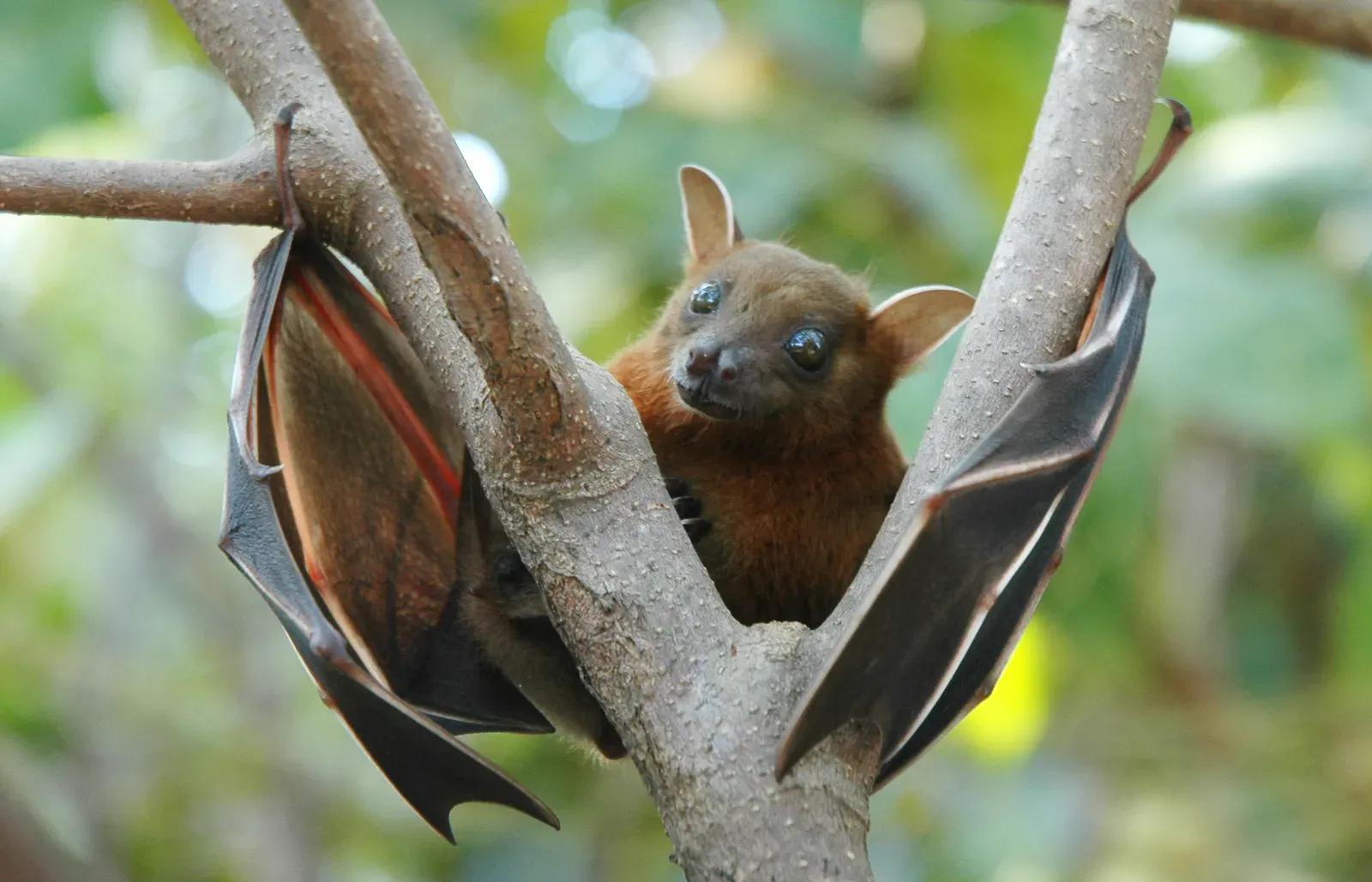 #10 - The Negros Naked-Backed Fruit Bat: Declared Extinct, Then Found in a Cave (By Anton 17, CC BY-SA 4.0)