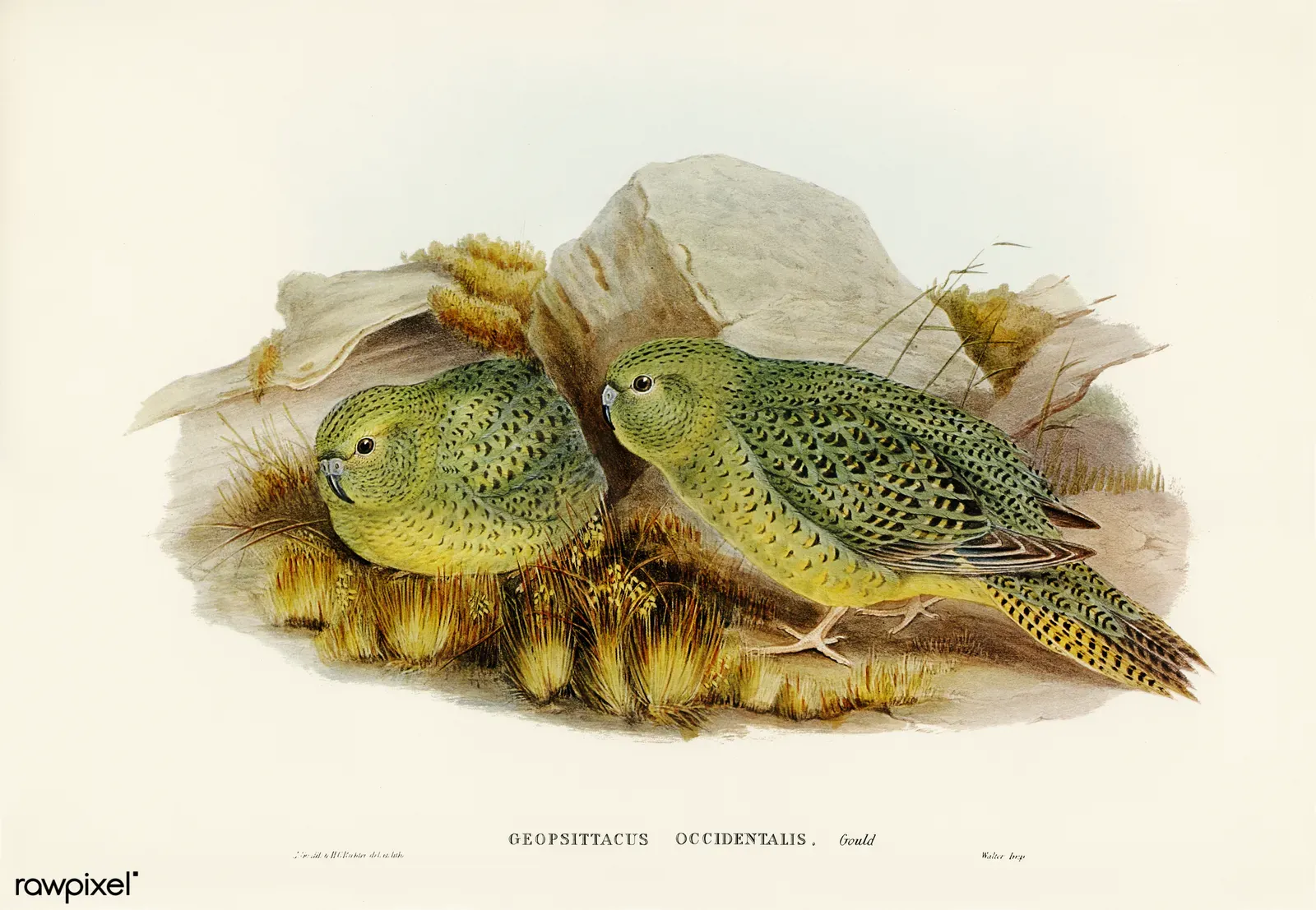 #3 - The Parrot That Vanished for 100 Years and Came Back With Photographic Proof (John Gould’s (1804-1881) Birds of Australia (1972 Edition, 8 volumes), Public domain)