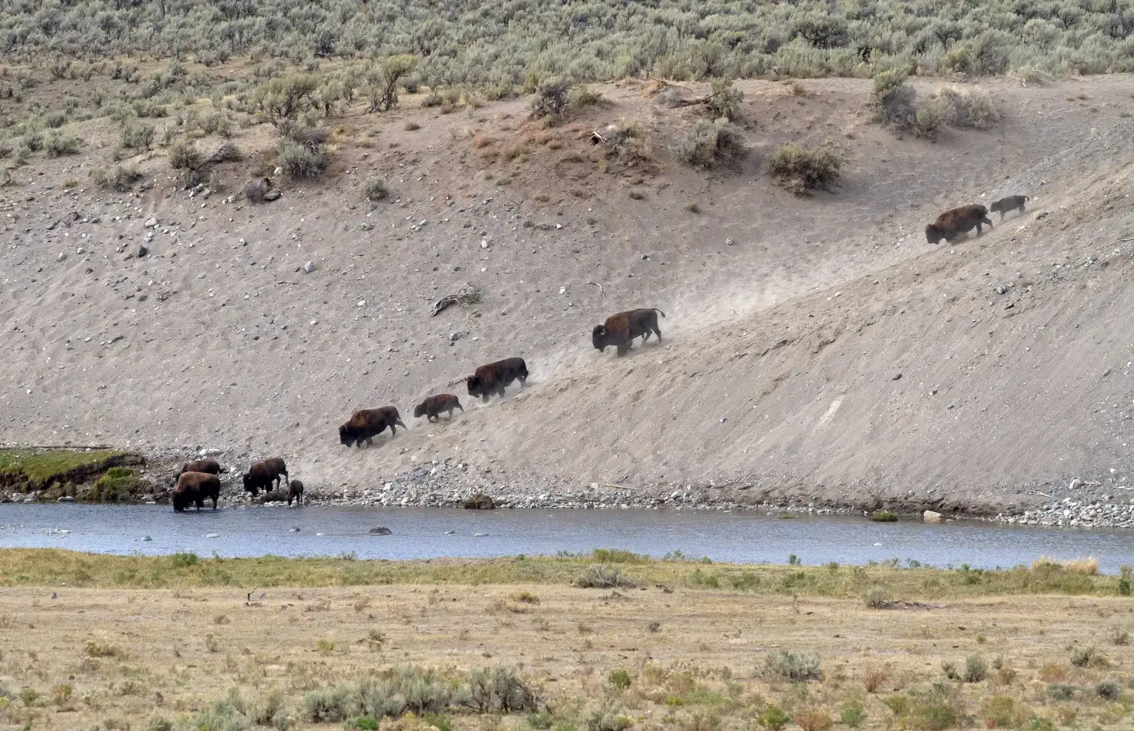 Reading Waterways as Animal Highways (Bison River Crossing, CC BY 2.0)