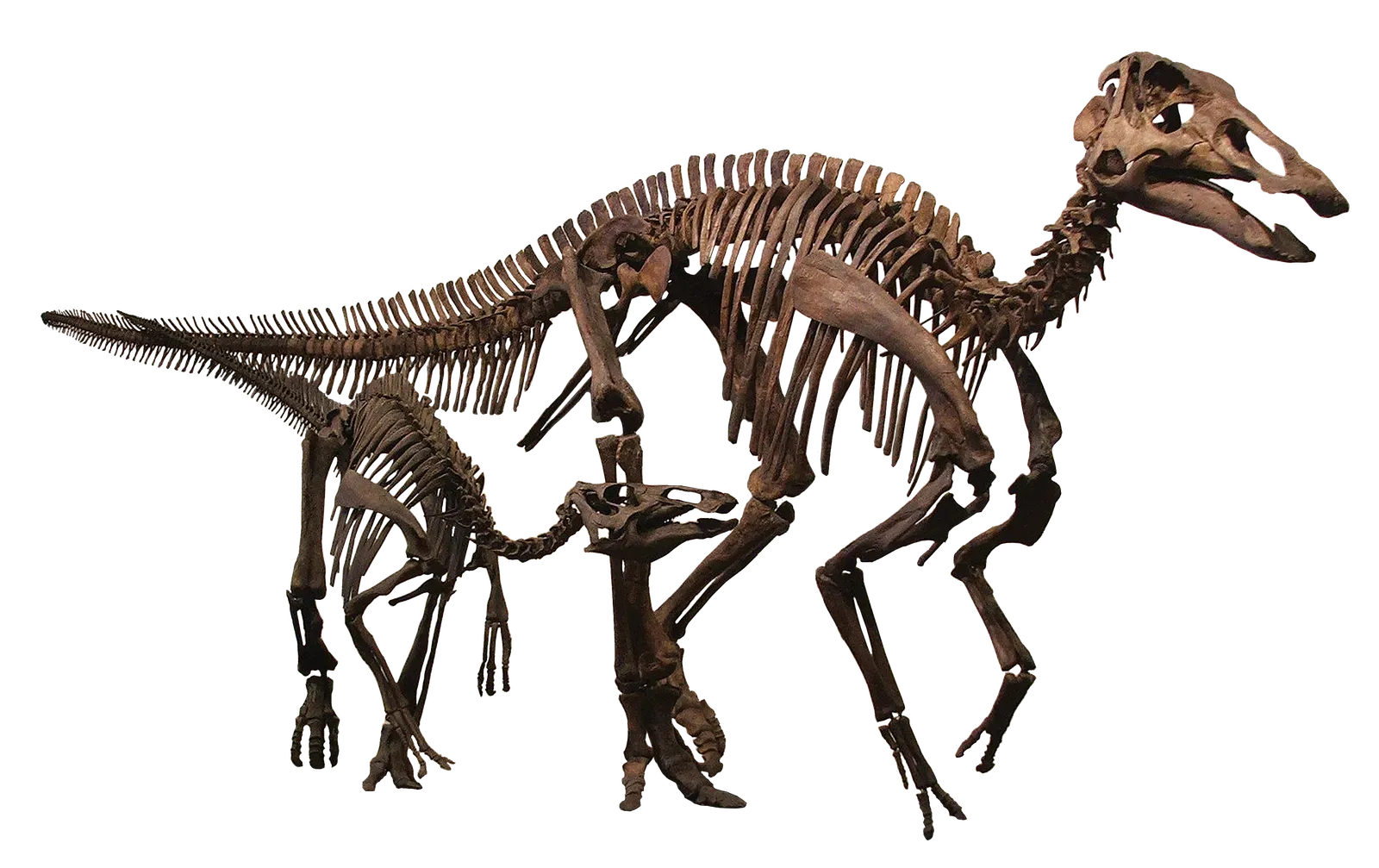 #10 - The "Duck-Billed Dinosaur" That Became a Placeholder Name (By MCDinosaurhunter, CC BY-SA 3.0)