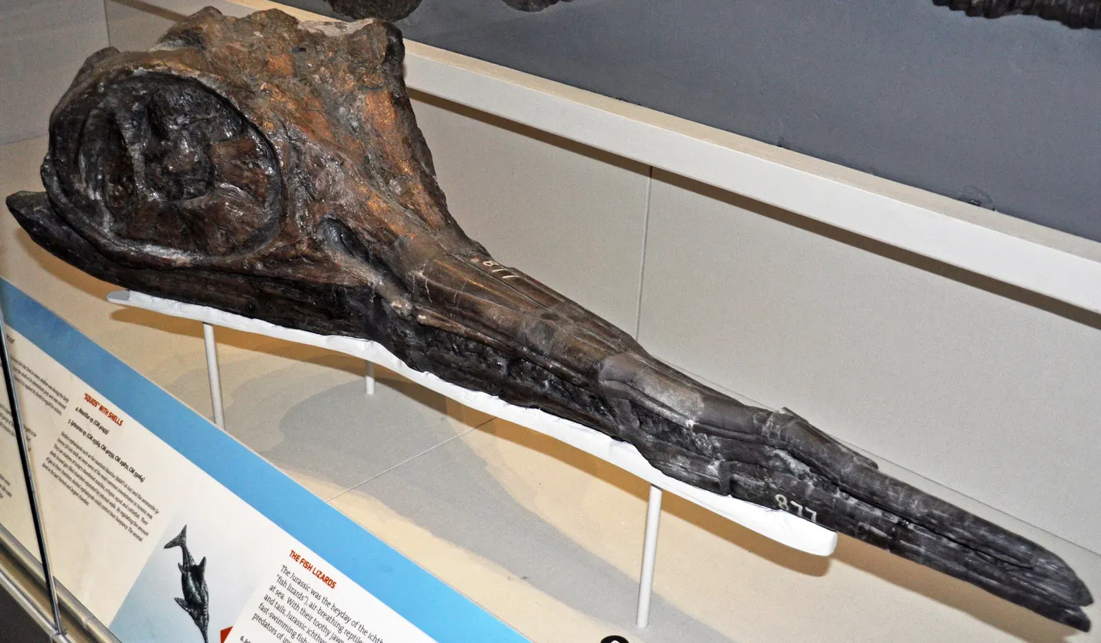 How You Actually Know What They Ate and How They Lived (Ichthyosaurus communis (fossil ichthyosaur) (Lower Jurassic; Lyme Regis, England) 1, CC BY 2.0)