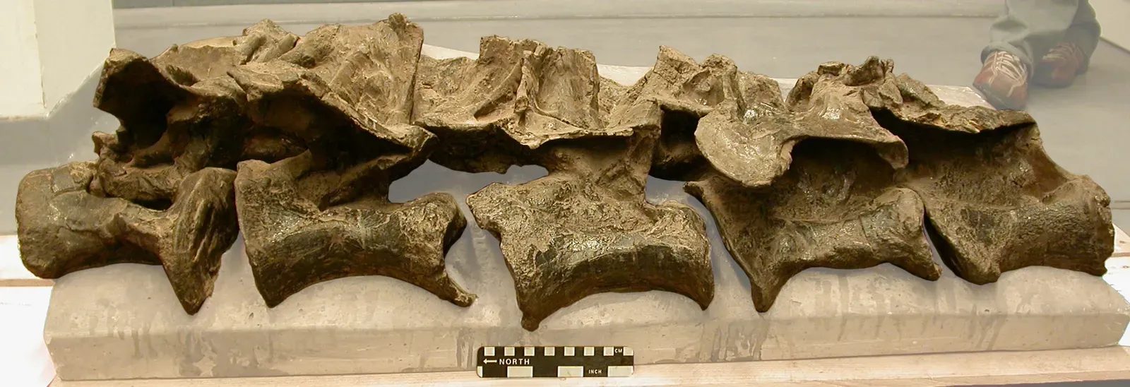 4. A New Dinosaur Species Discovered in a Man's Portuguese Backyard (Image Credits: Wikimedia)