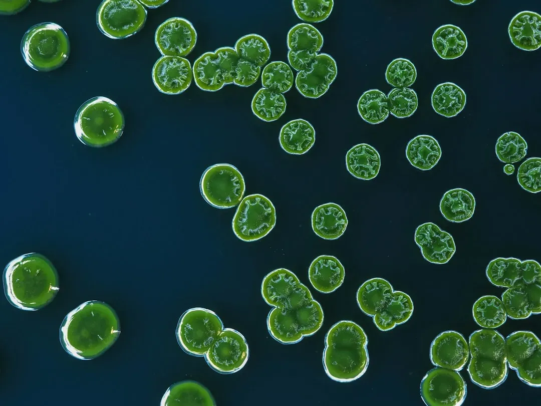 5. Cyanobacteria: The Tiny Microbes That Transformed Everything (Image Credits: Unsplash)