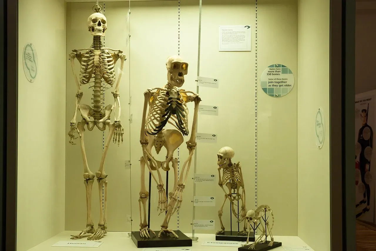 #23 - Why Humans Are the "Naked" Primate (Image Credits: Pixabay)
