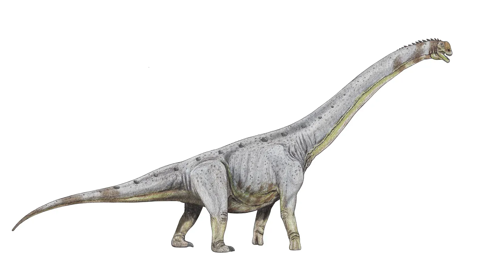 Paralititan: A Giant Sauropod From Ancient Mangrove Swamps (dmitrchel@mail.ru, CC BY 3.0)