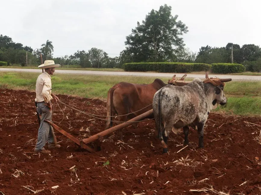 2. The Plow and Bronze Agricultural Tools: Feeding More Than Villages (Image Credits: Pexels)