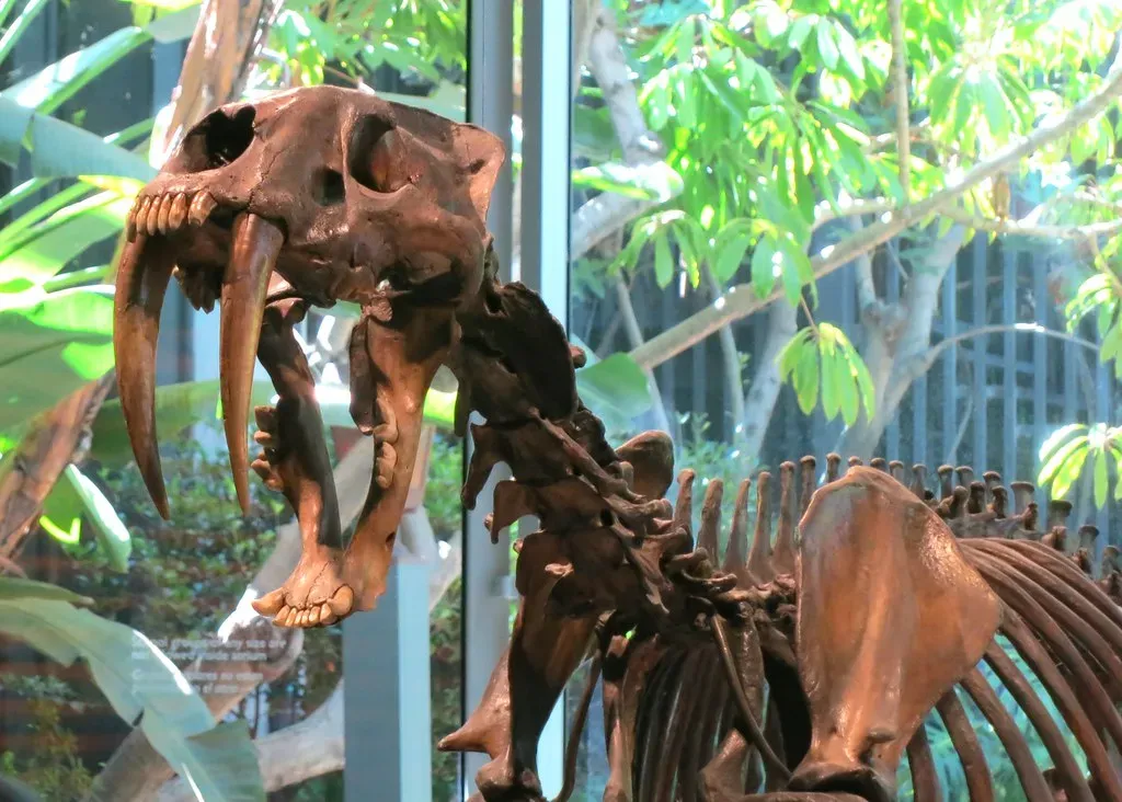 3. Those famous fangs were surprisingly fragile (and risky to use) (Ruth and Dave, Flickr, CC BY 2.0)