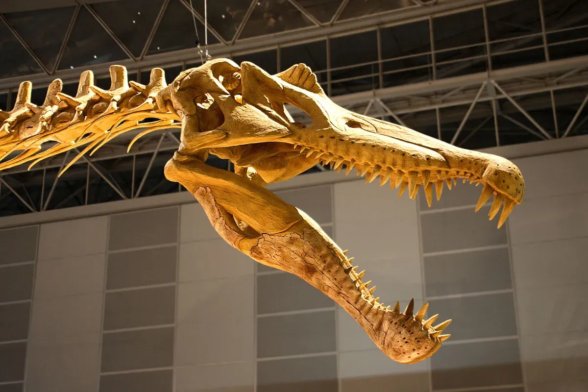 The Skull Tells the Story: Anatomy Built for Fishing (Spinosaurus - 04Uploaded by FunkMonk, CC BY 2.0)