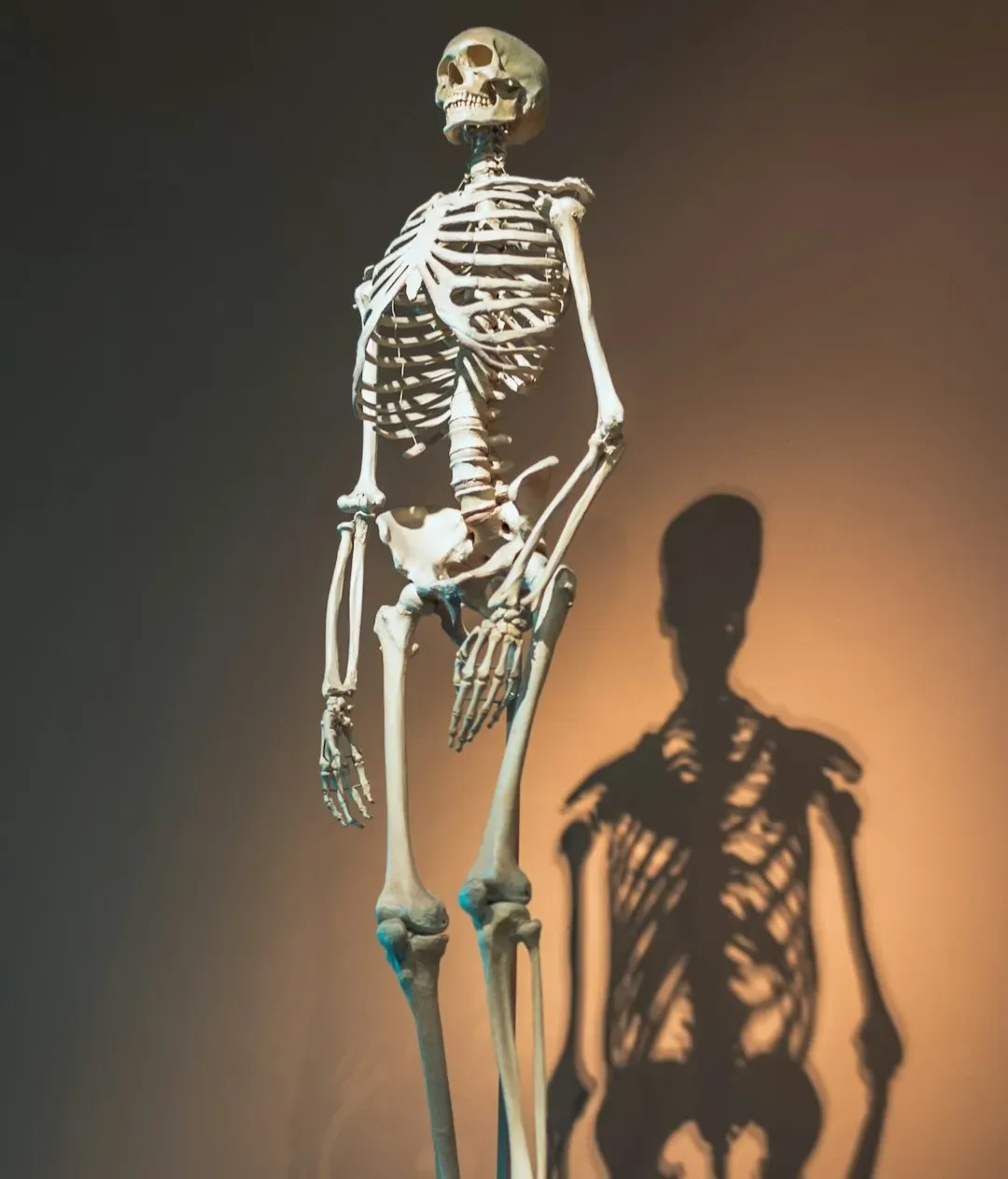 #2 - The "Giant" Skeleton Exhibits Built From Imagination (Image Credits: Unsplash)
